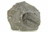Austerops Trilobite - Jorf, Morocco #269002-2